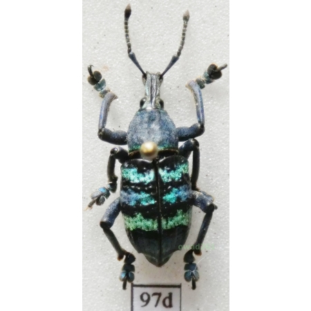 Eupholus magnificus Kirsch, 1877 Indonesia, Numfor Is97d